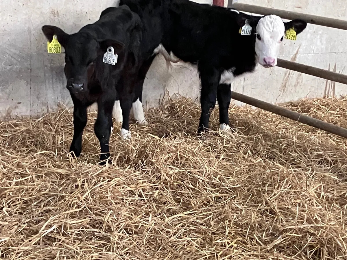 2 Hereford & Angus bull calves for sale - Image 3