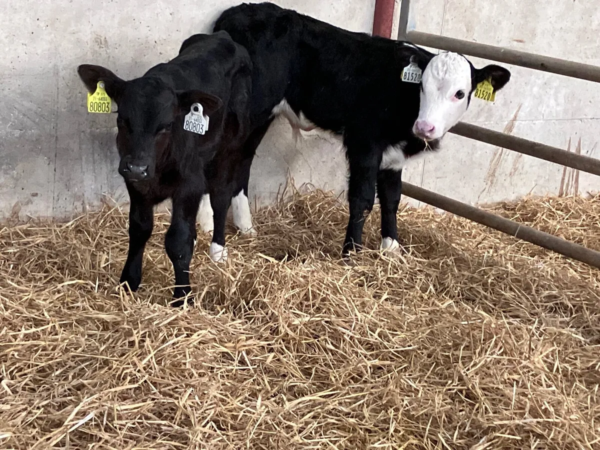 2 Hereford & Angus bull calves for sale - Image 4
