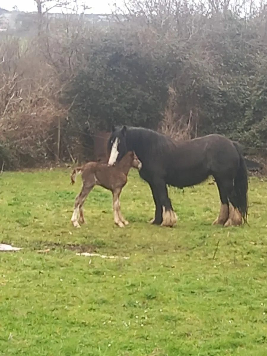 8yo cob mare very quiet for children - Image 3