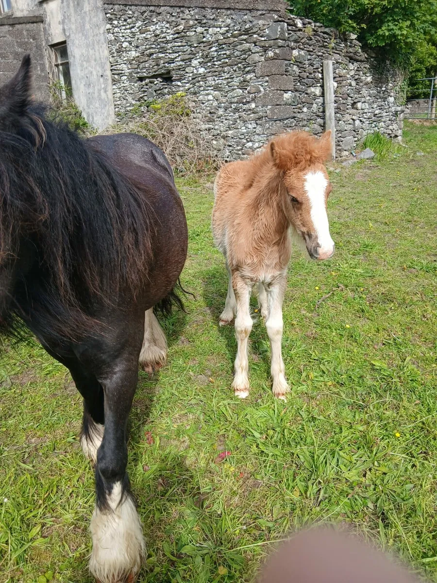 8yo cob mare very quiet for children - Image 4