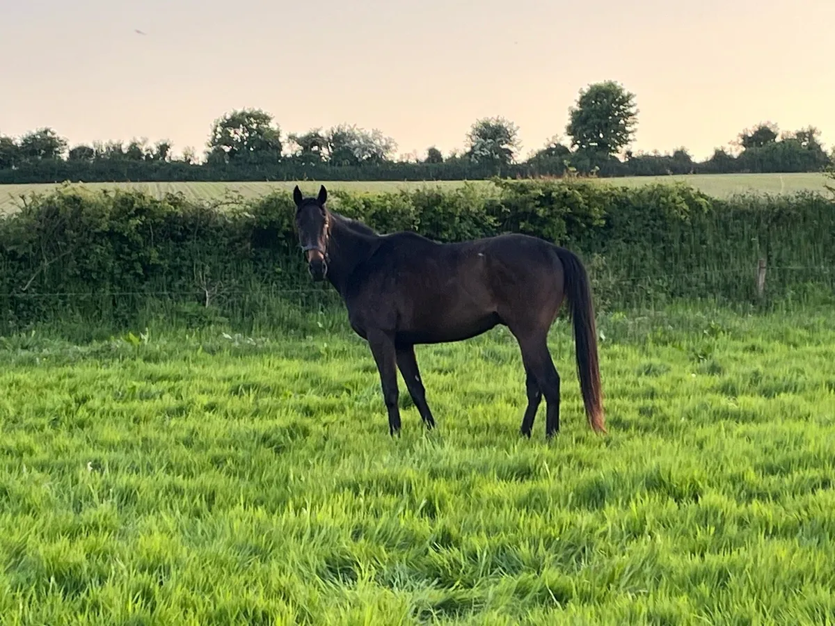 TB 3 years old gelding - Image 1