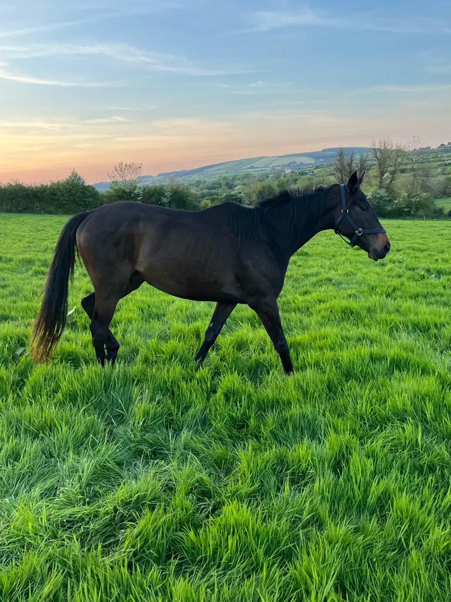 TB 3 years old gelding - Image 2