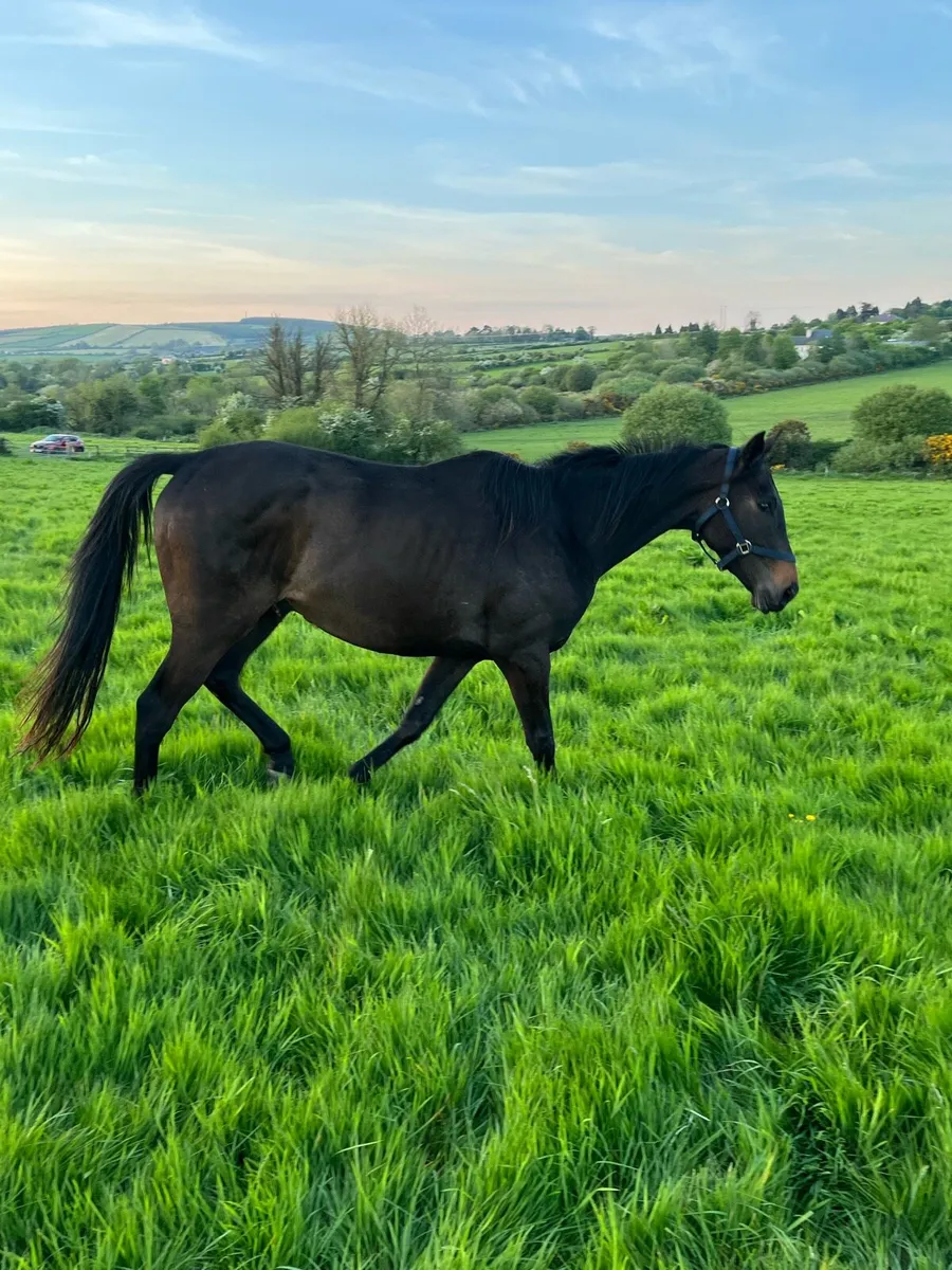 TB 3 years old gelding - Image 3