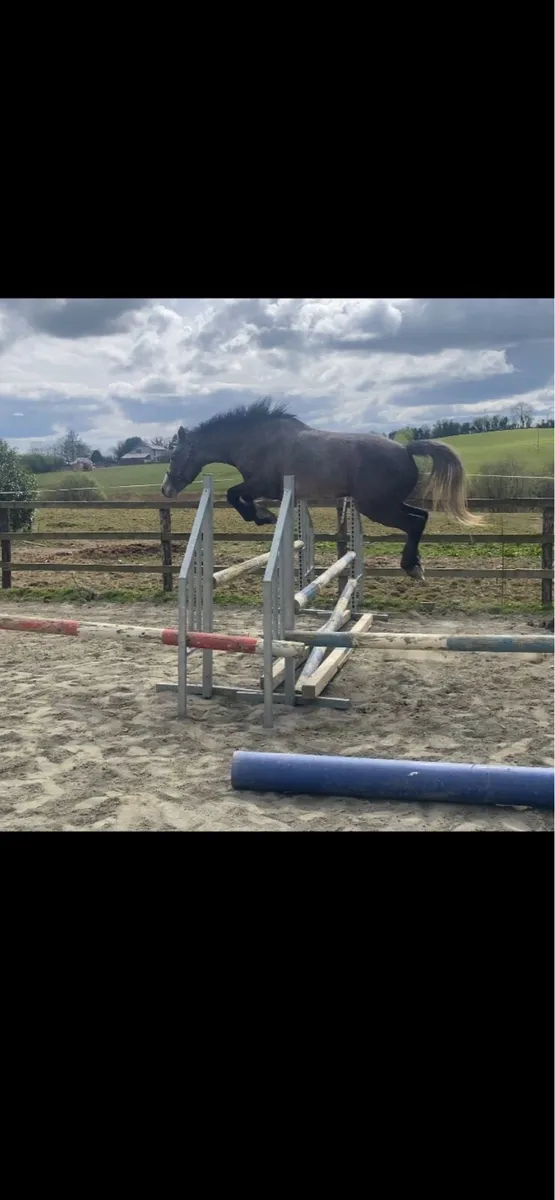Silver shadow colt - Image 2