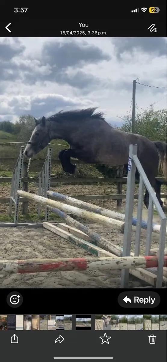 Silver shadow colt - Image 3
