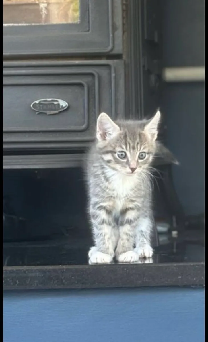 Kitten - Image 1