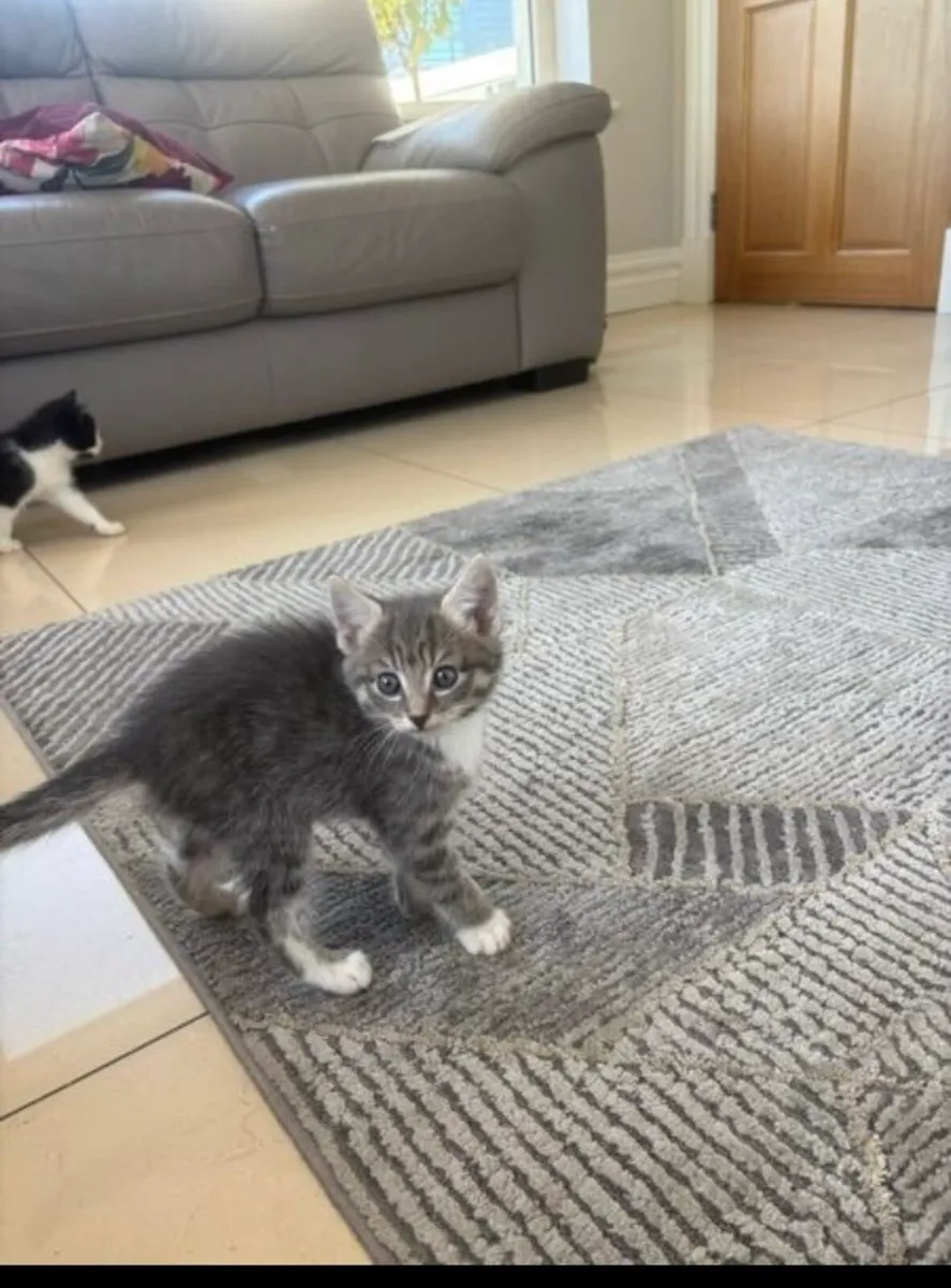Kitten - Image 2