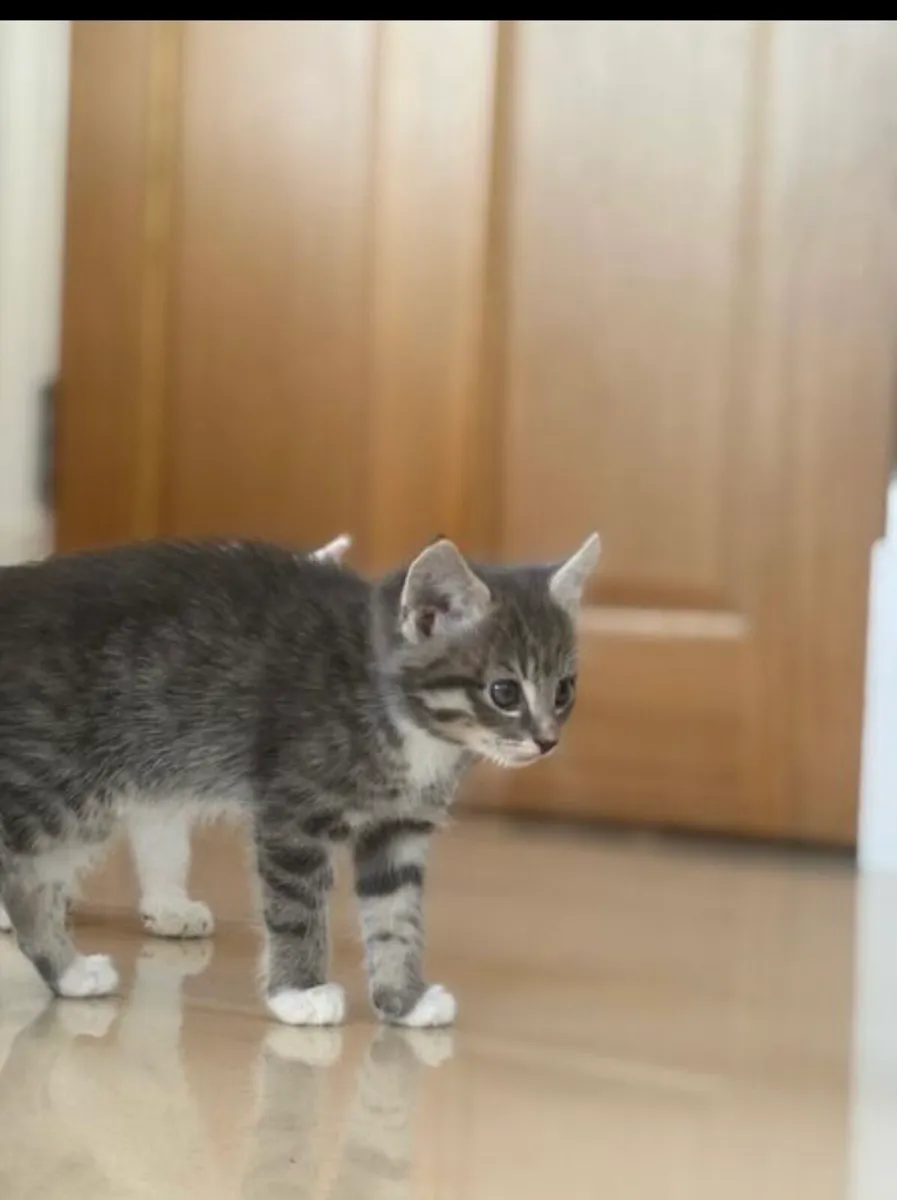 Kitten - Image 3
