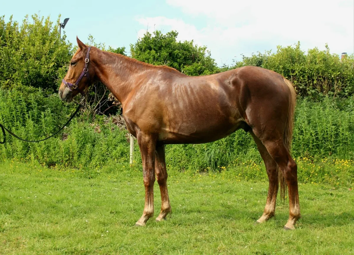 Ascalon gelding for sale - Image 1