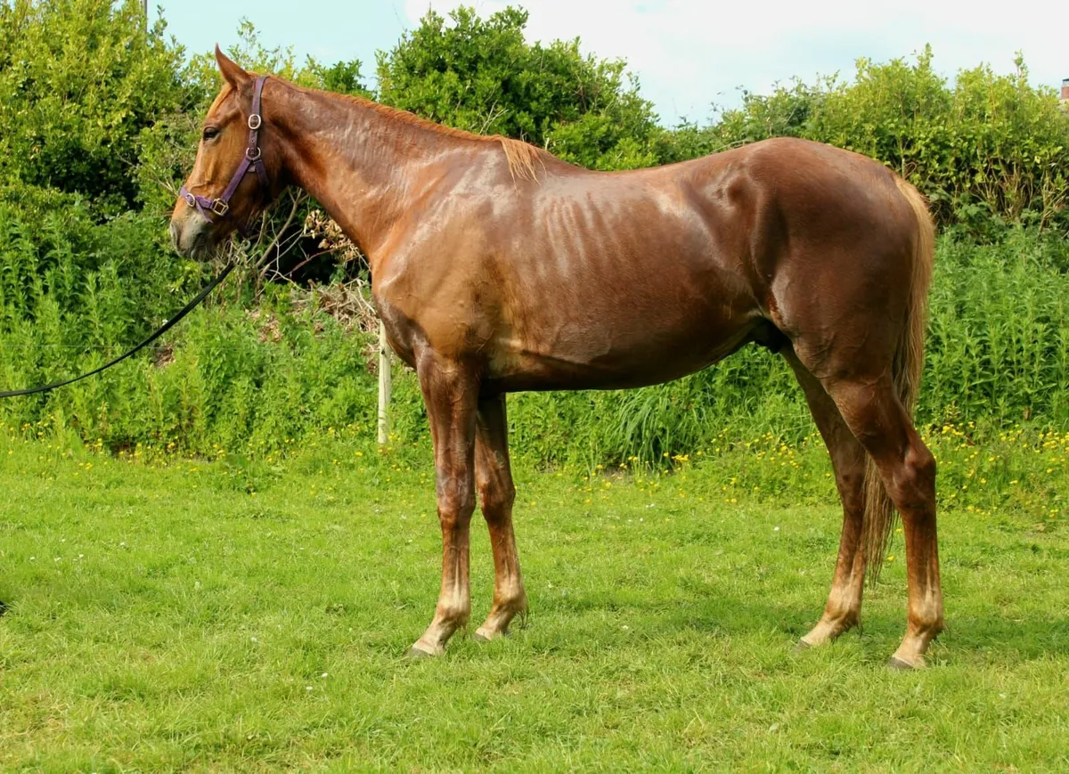Ascalon gelding for sale - Image 4