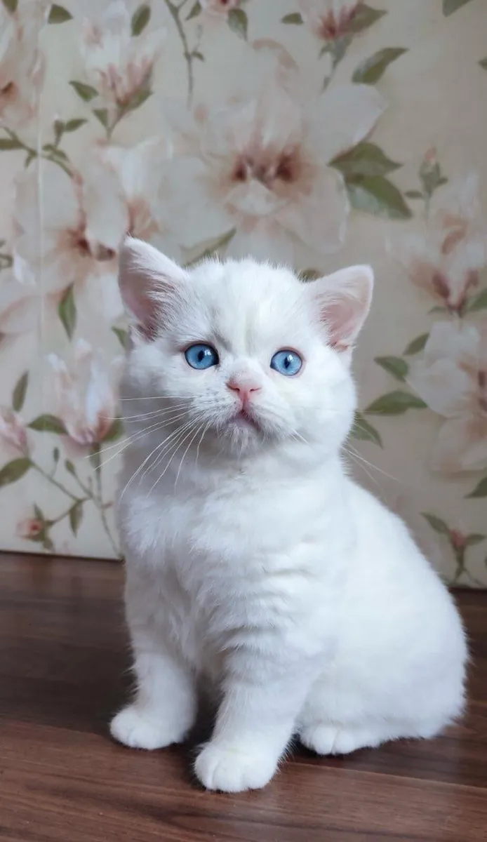 Scottish fold kittens - Image 1