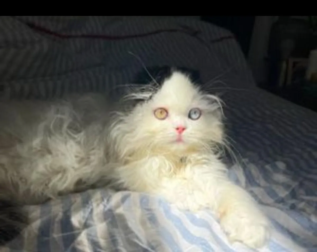 Scottish fold kittens - Image 2
