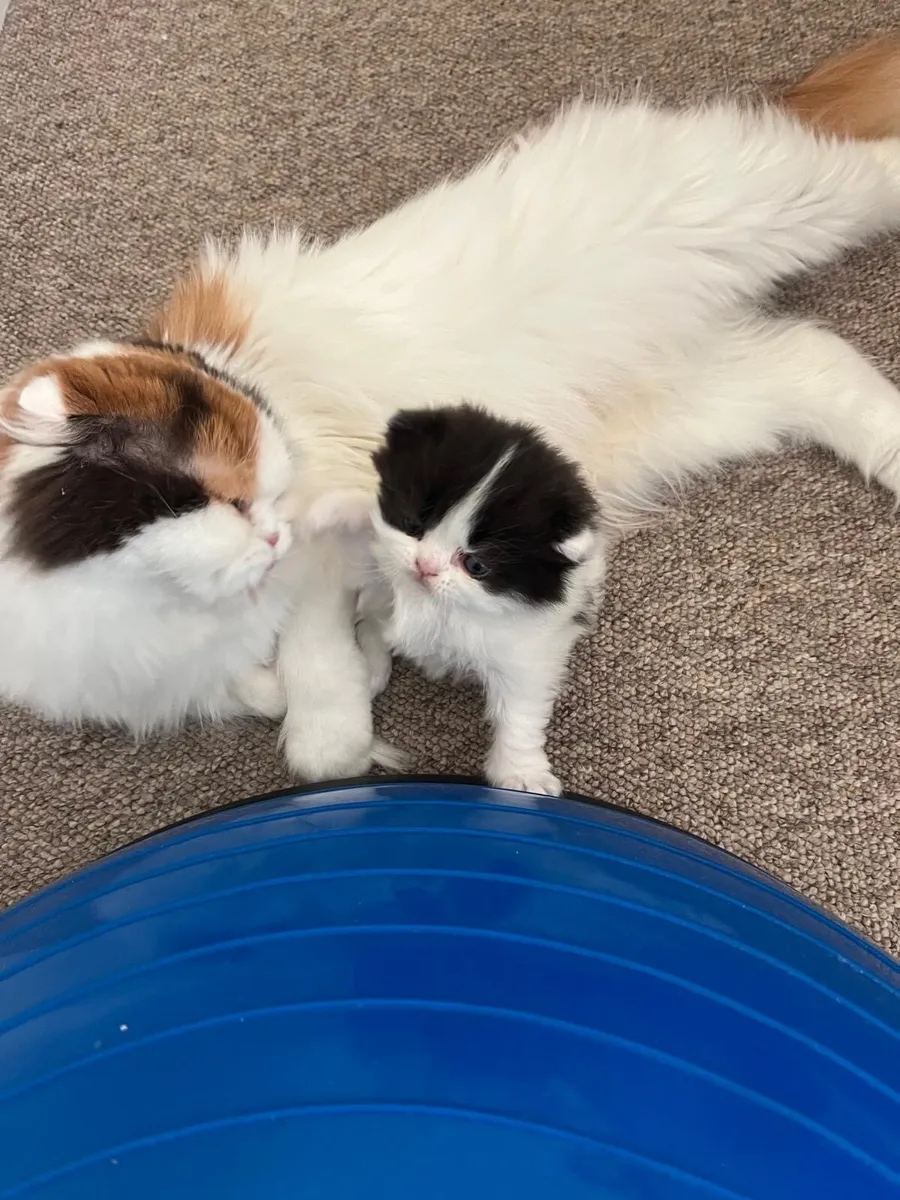 Scottish fold kittens - Image 3