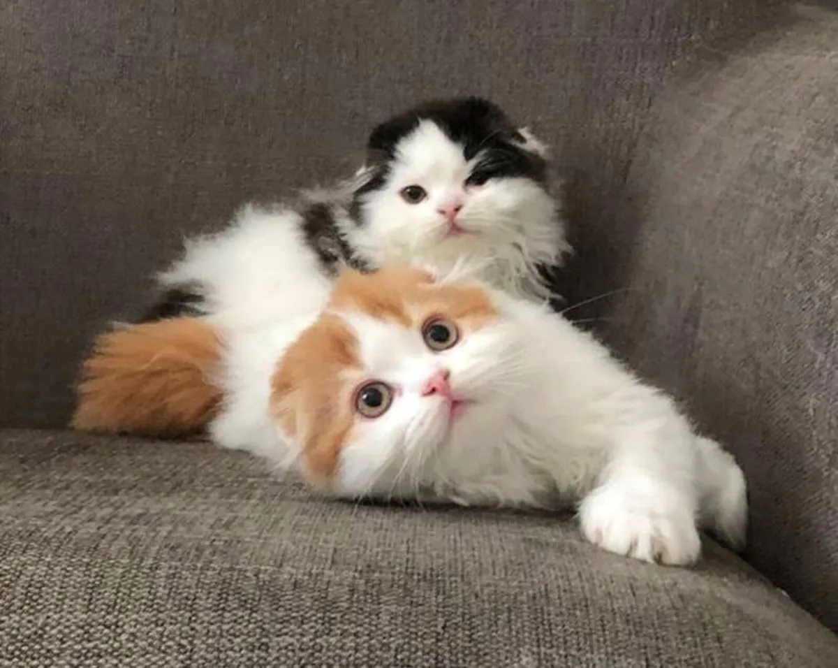 Scottish fold kittens - Image 4