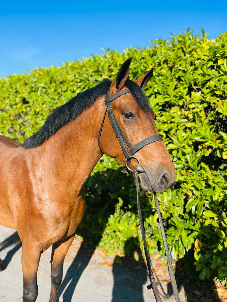 •Connemara Gelding • - Image 2