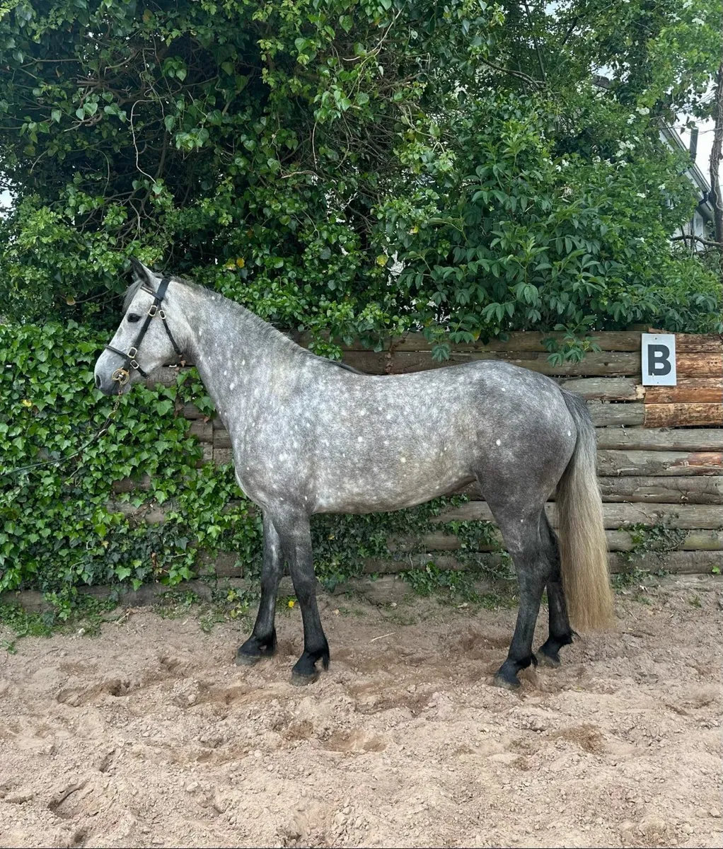 LOT83 Connemara pony sales fri 16th - Image 1
