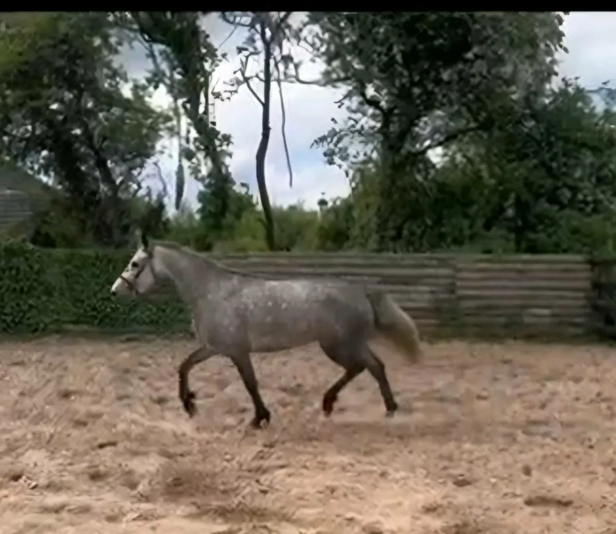 LOT83 Connemara pony sales fri 16th - Image 2