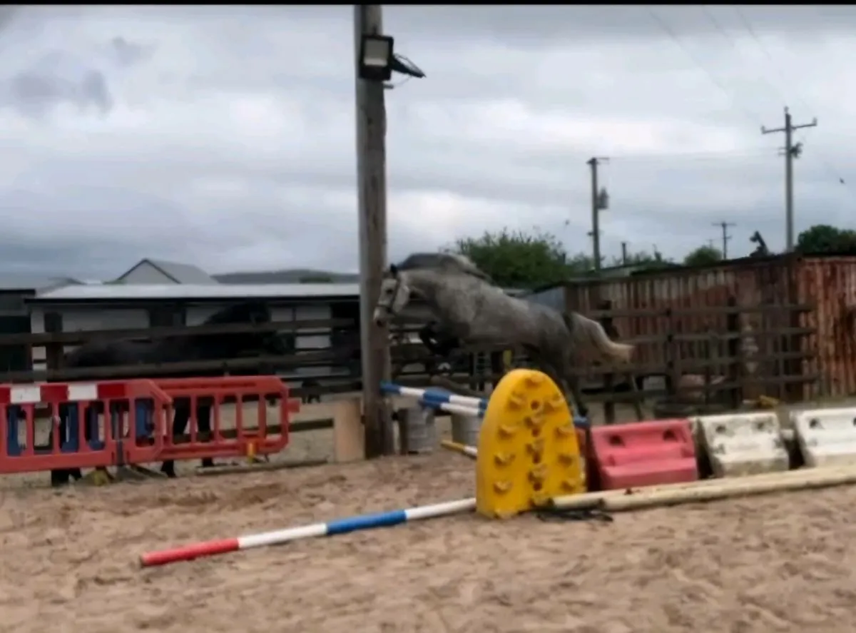 LOT83 Connemara pony sales fri 16th - Image 3