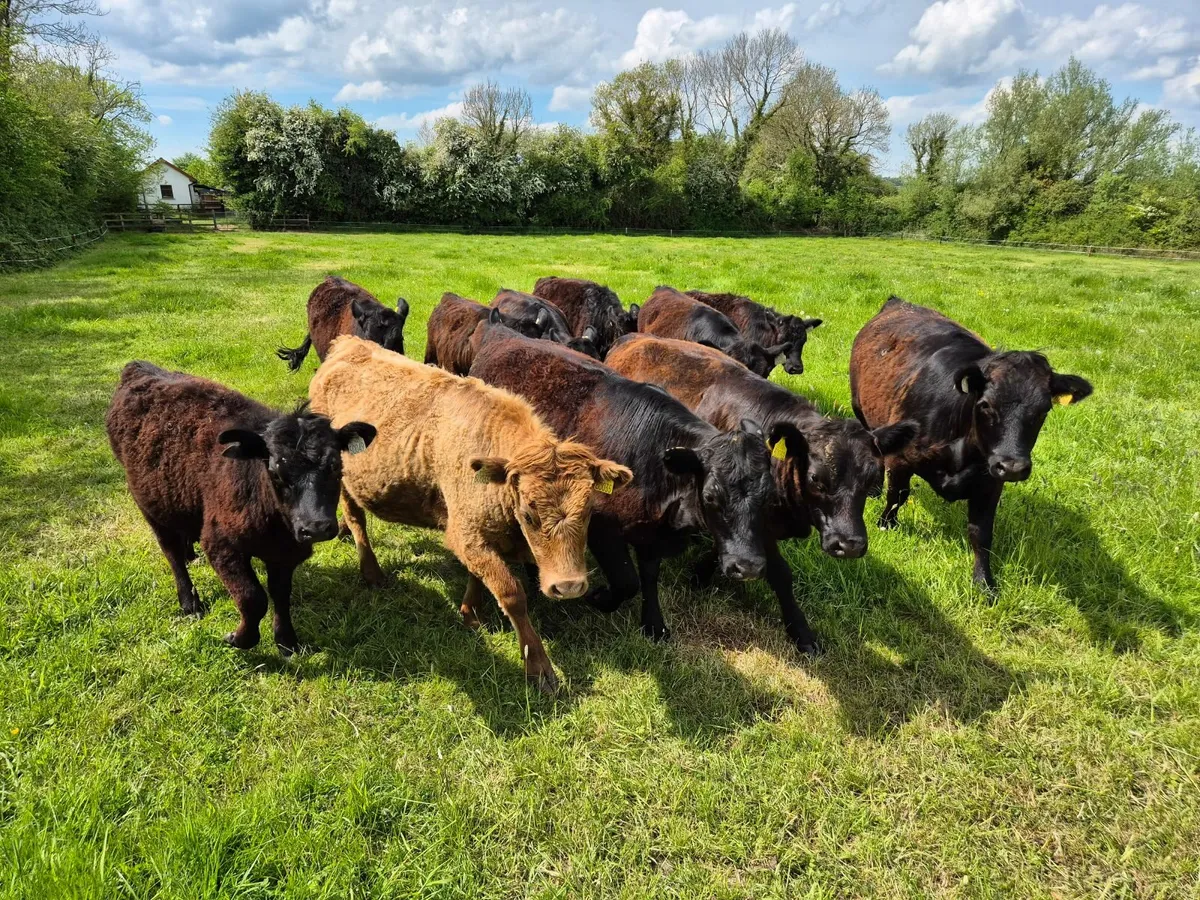 Organic Dexter Heifers - Image 1