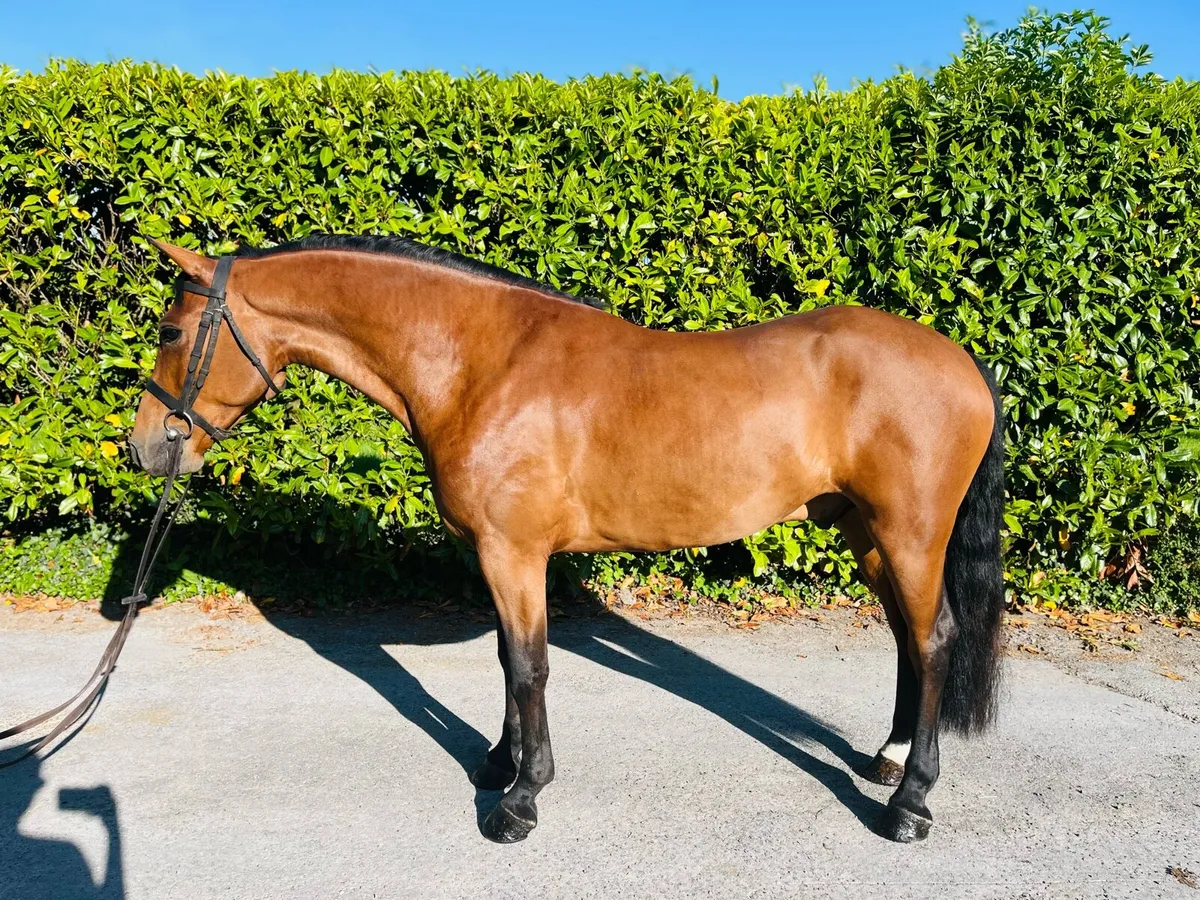 •Connemara Gelding • - Image 1