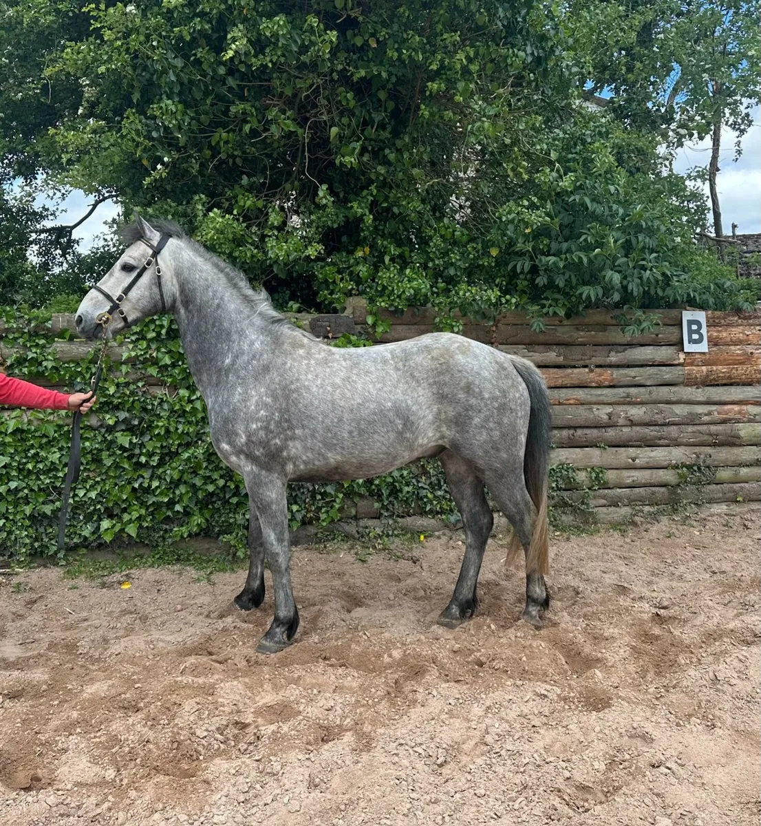 LOT 84 connemara sales fri 16th - Image 1