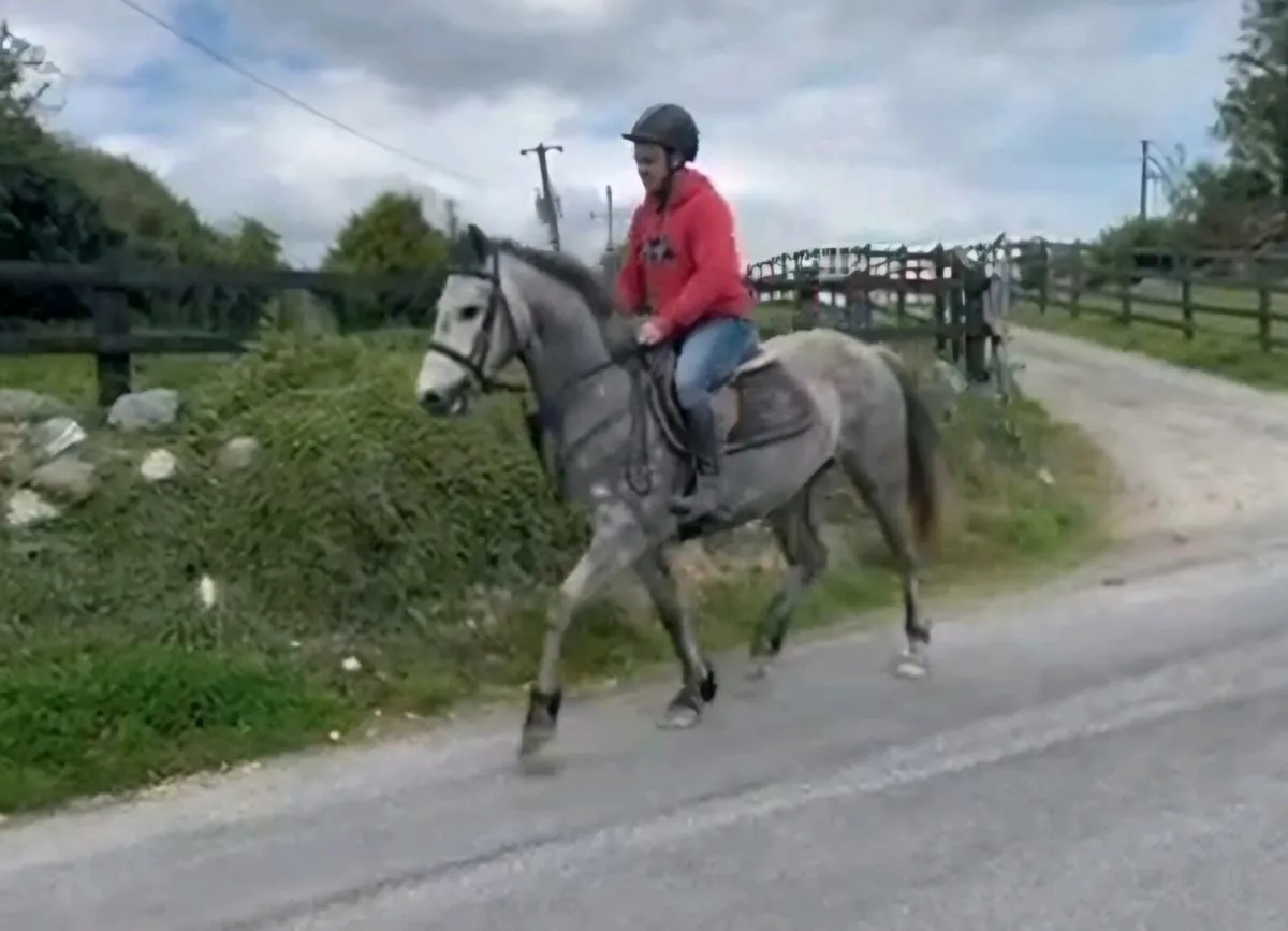 LOT 84 connemara sales fri 16th - Image 2