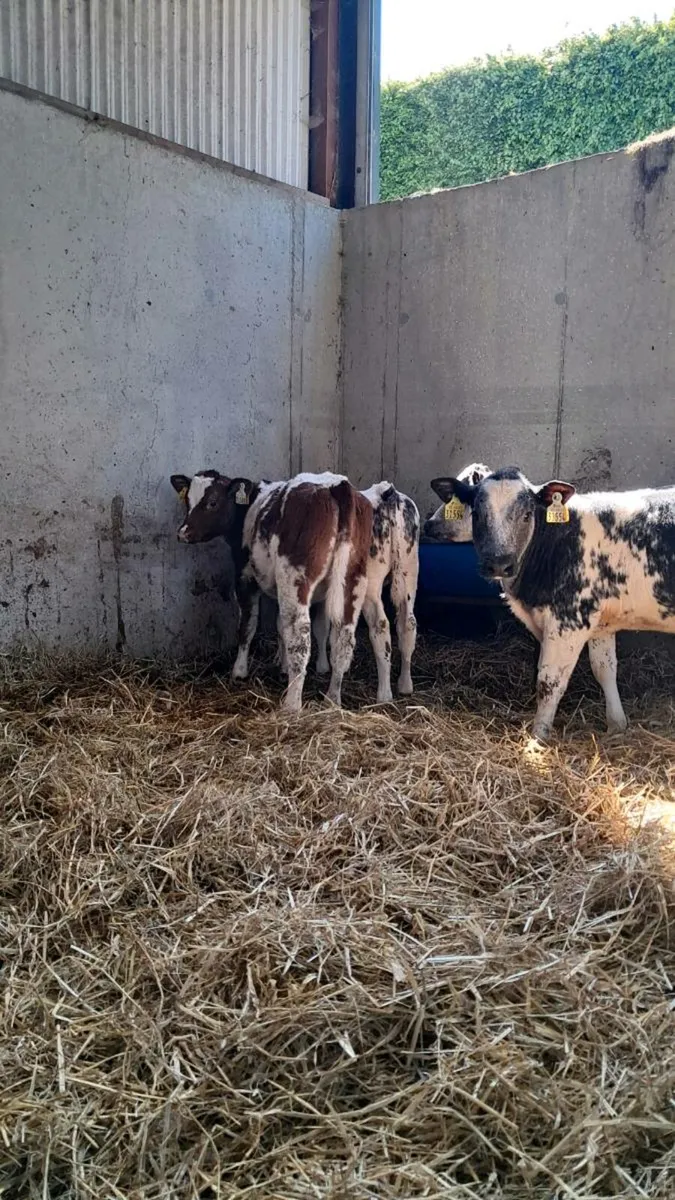 Special Entry of 120 reared Calves skibbereen Mart - Image 1