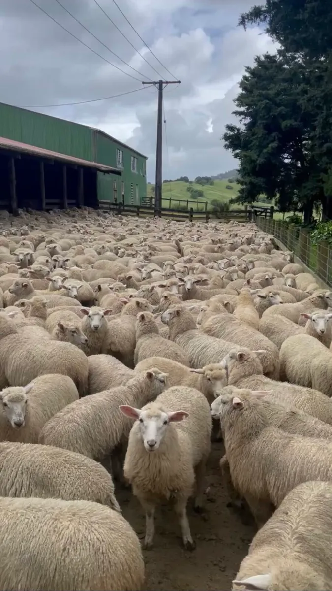 Sheep shearing - Image 1