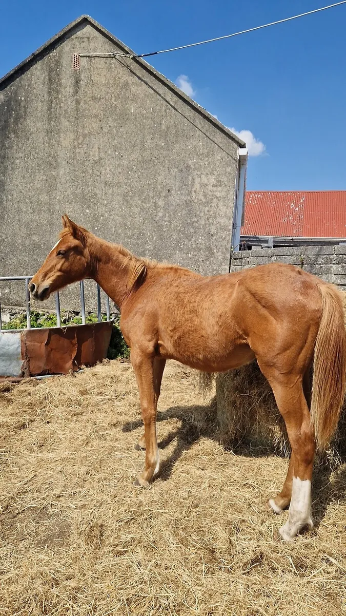 Yearling Filly ISH - Image 2