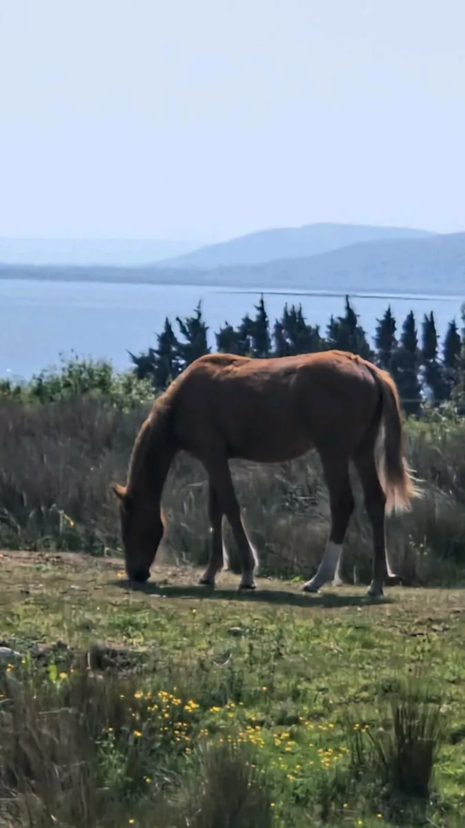 Yearling Filly ISH - Image 1