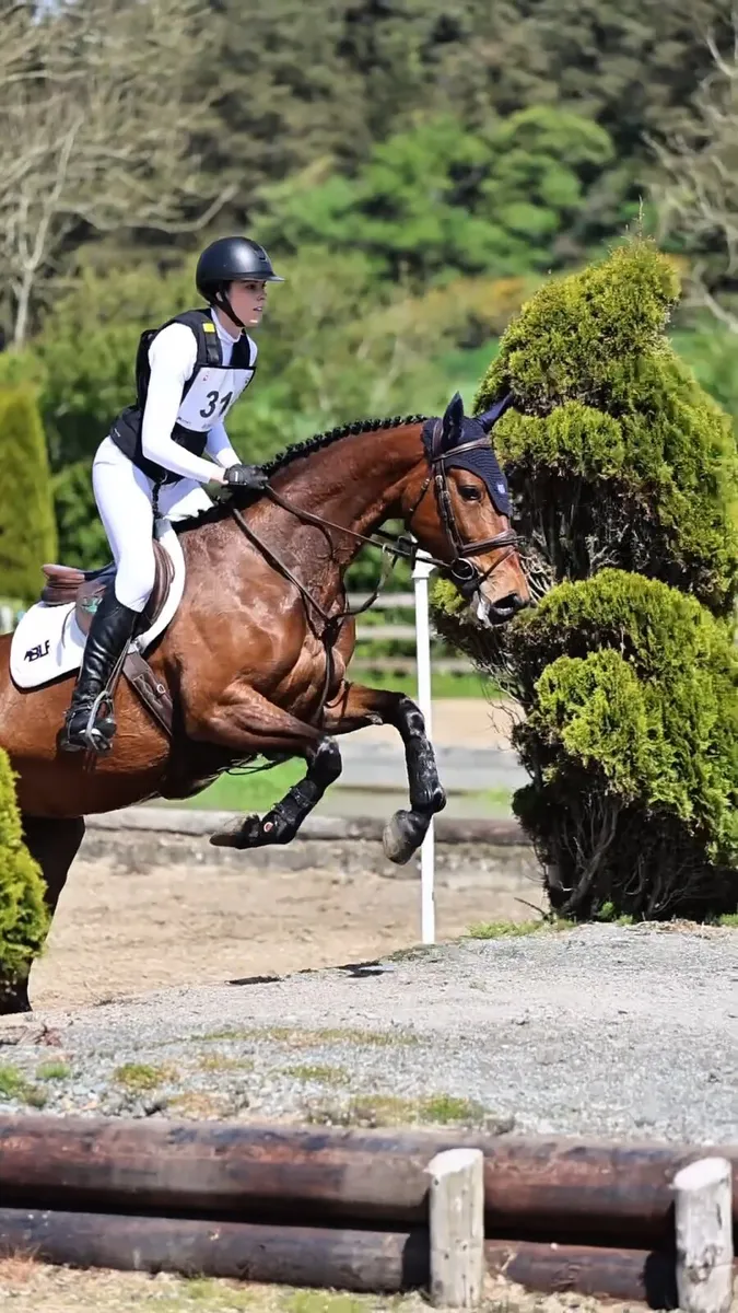 Ramiro B x Beneficial 5 yr old - Image 2