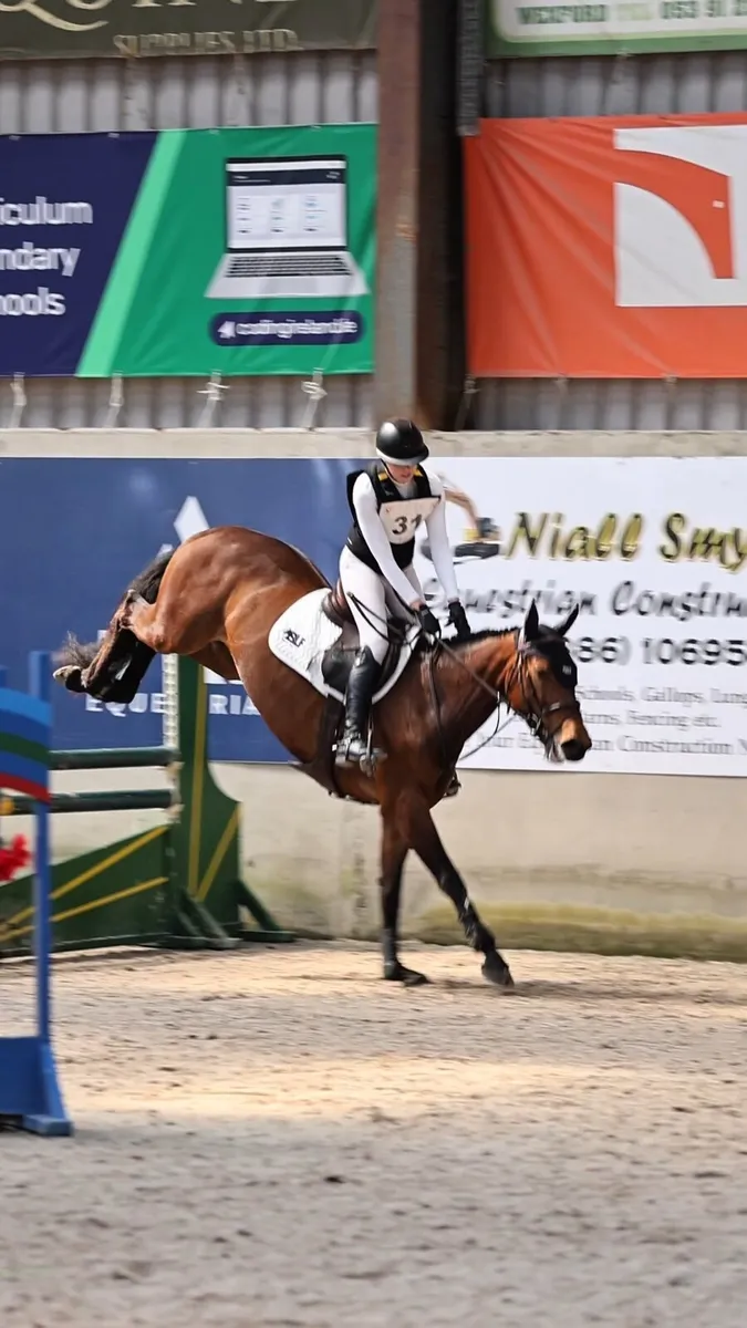 Ramiro B x Beneficial 5 yr old - Image 3