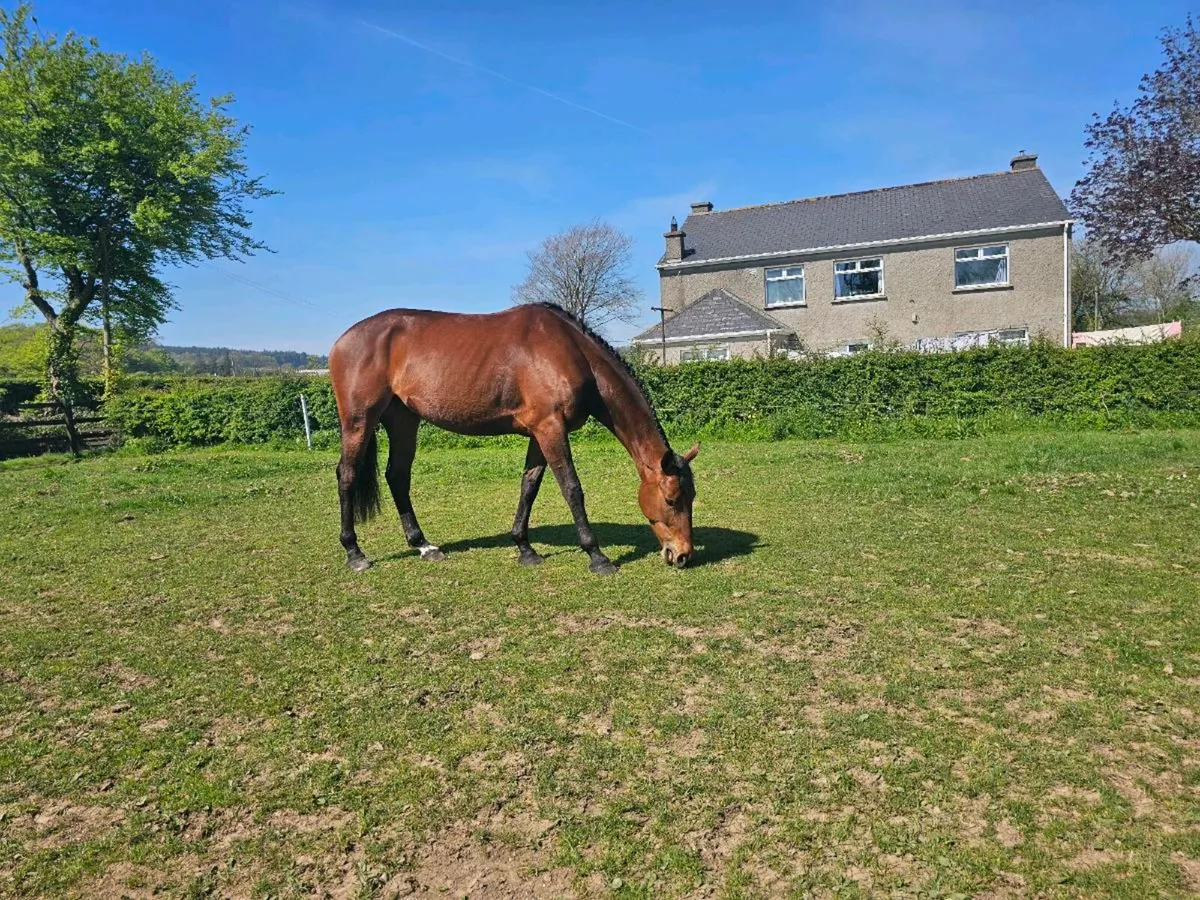 Ramiro B x Beneficial 5 yr old - Image 4