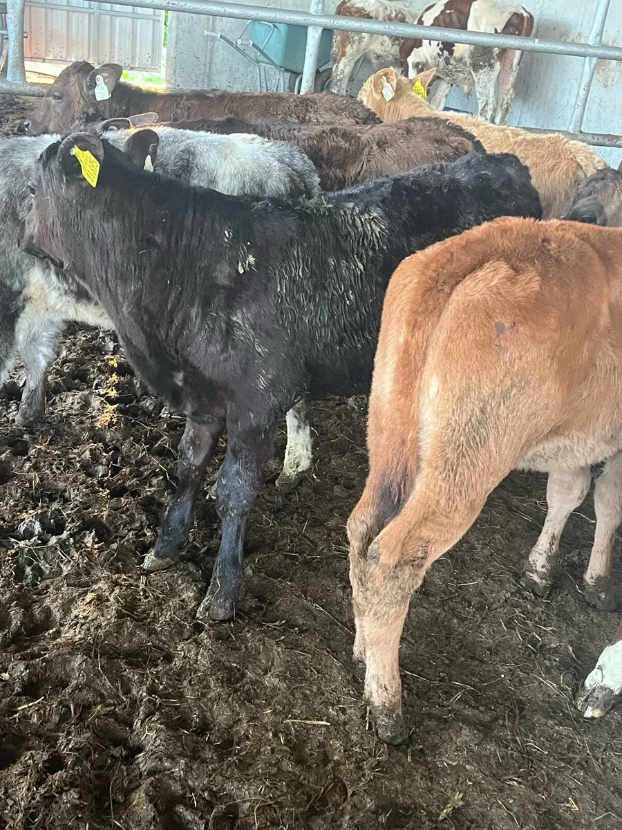 Reared calves - Image 1