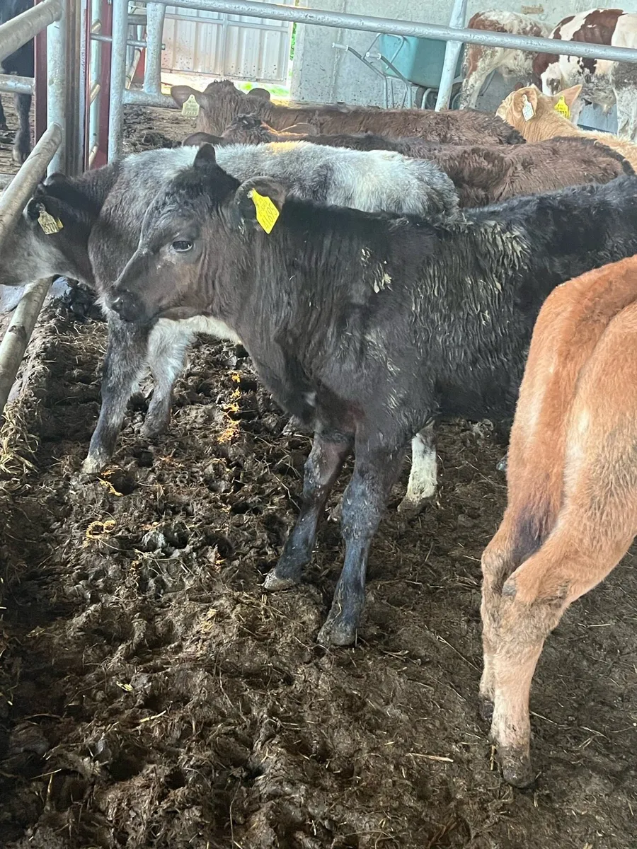 Reared calves - Image 2
