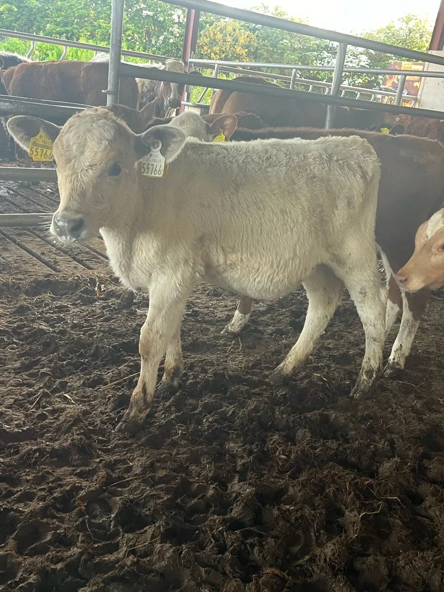 Reared calves - Image 3