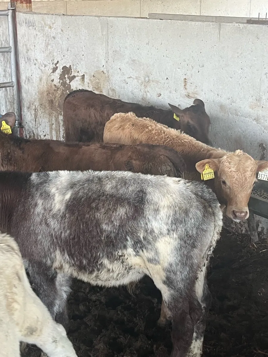 Reared calves - Image 4