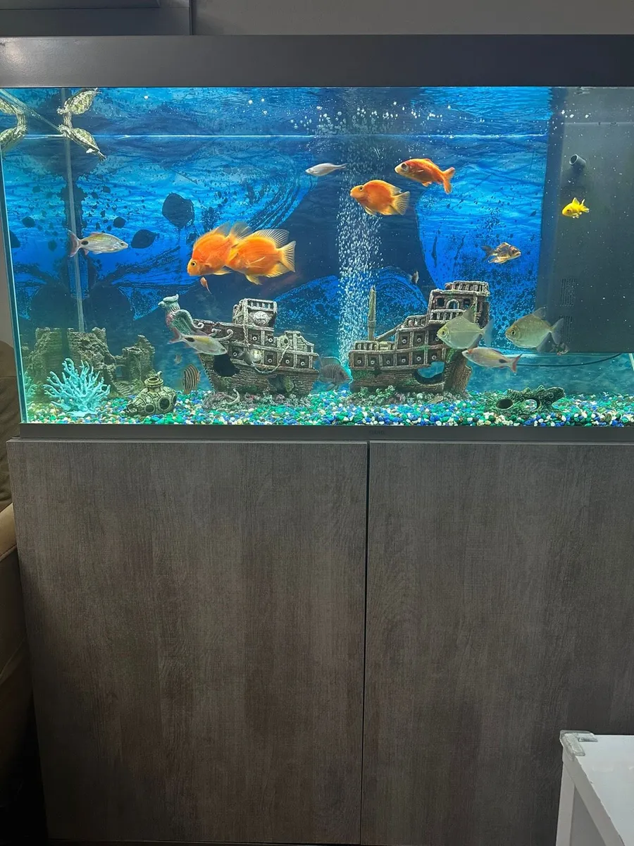Fish Tank/Aquarium 240L - Image 2