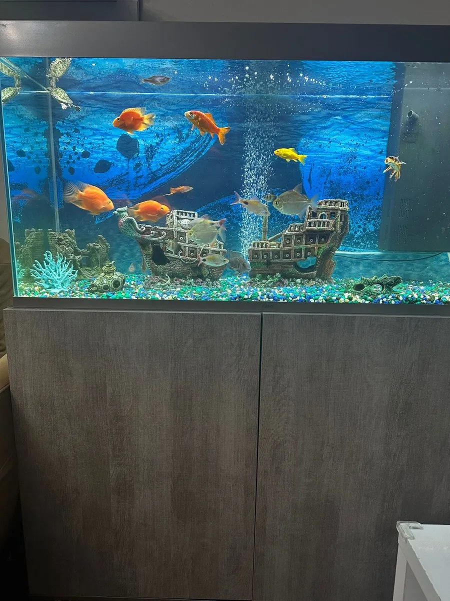 Fish Tank/Aquarium 240L - Image 3