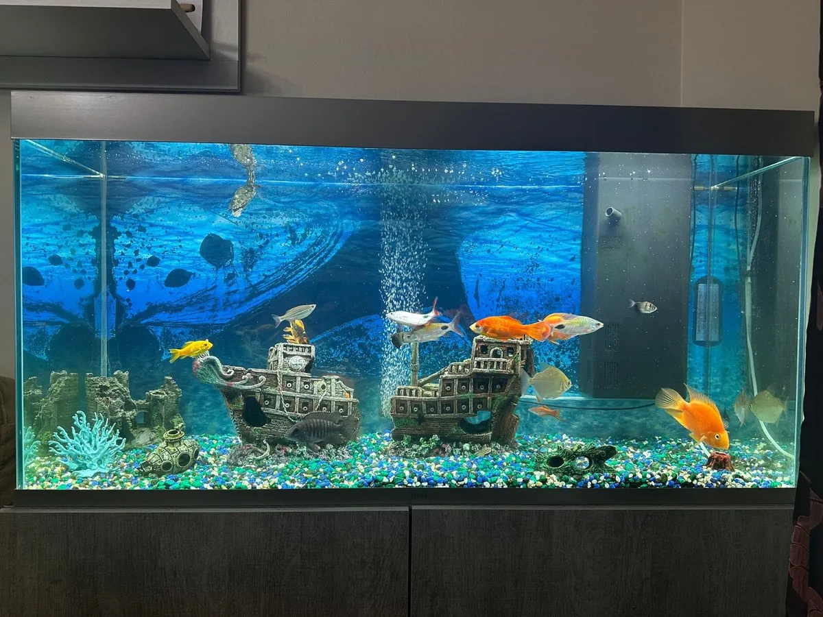 Fish Tank/Aquarium 240L - Image 4