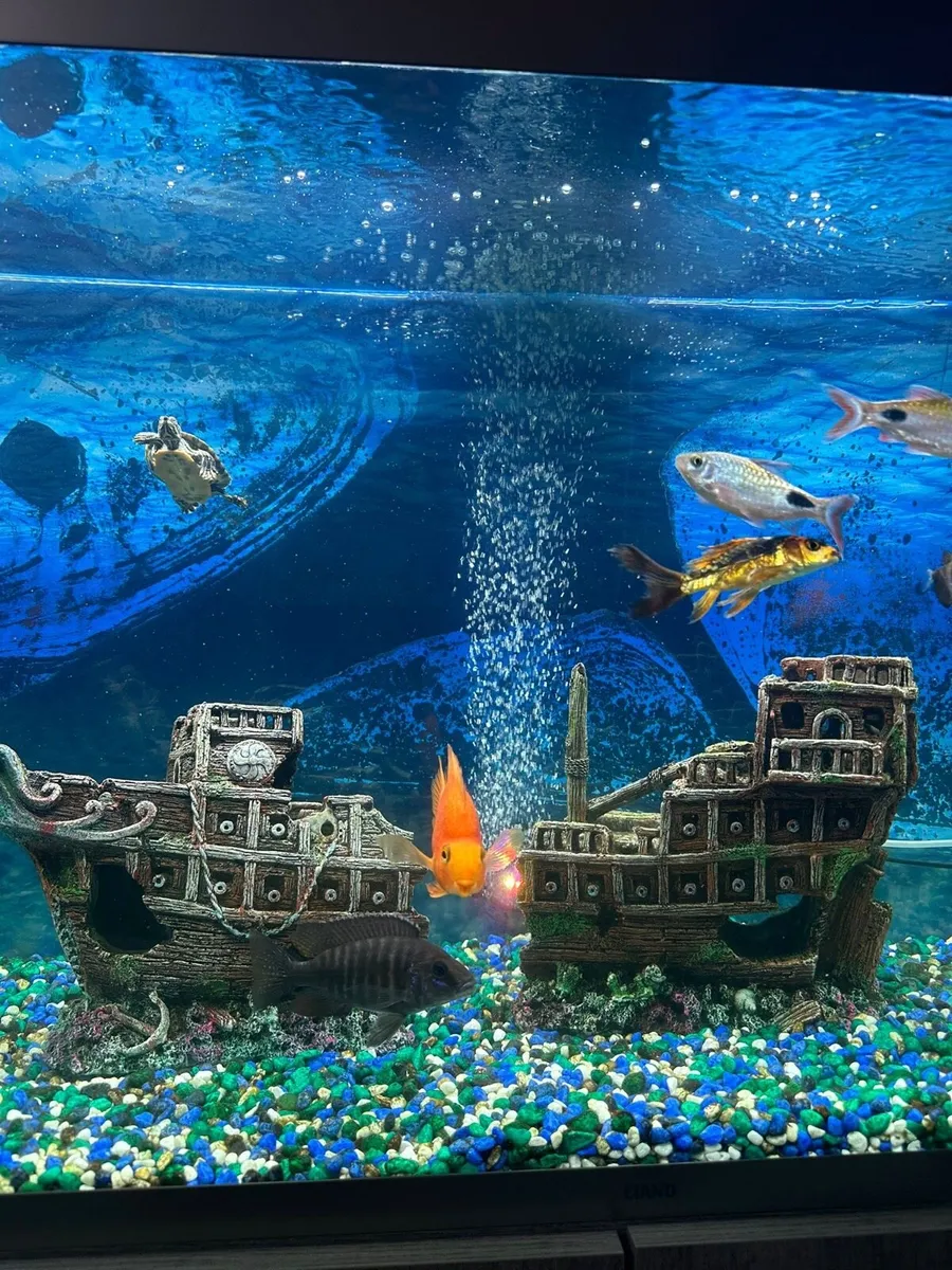 Fish Tank/Aquarium 240L - Image 1