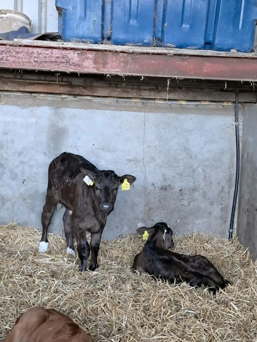 Blonde bull calf - Image 1