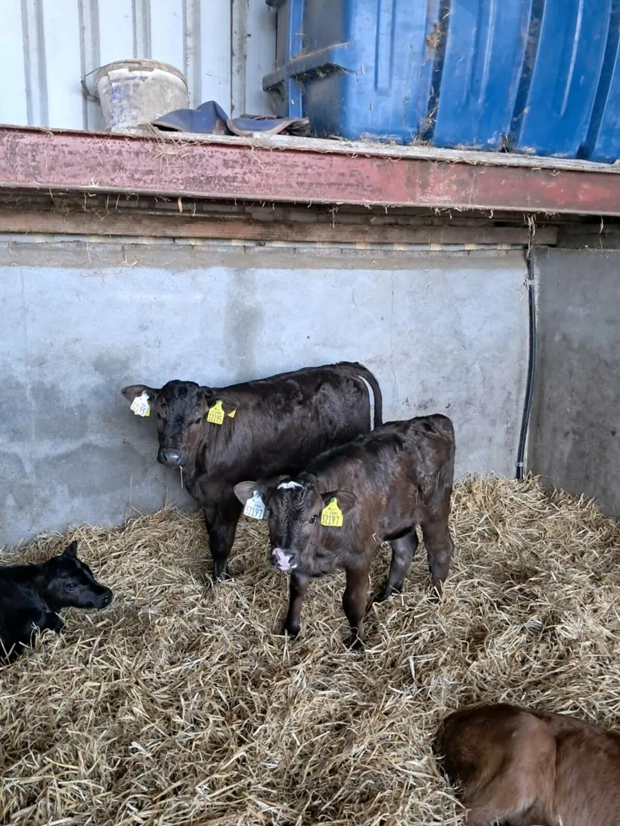 Blonde bull calf - Image 2