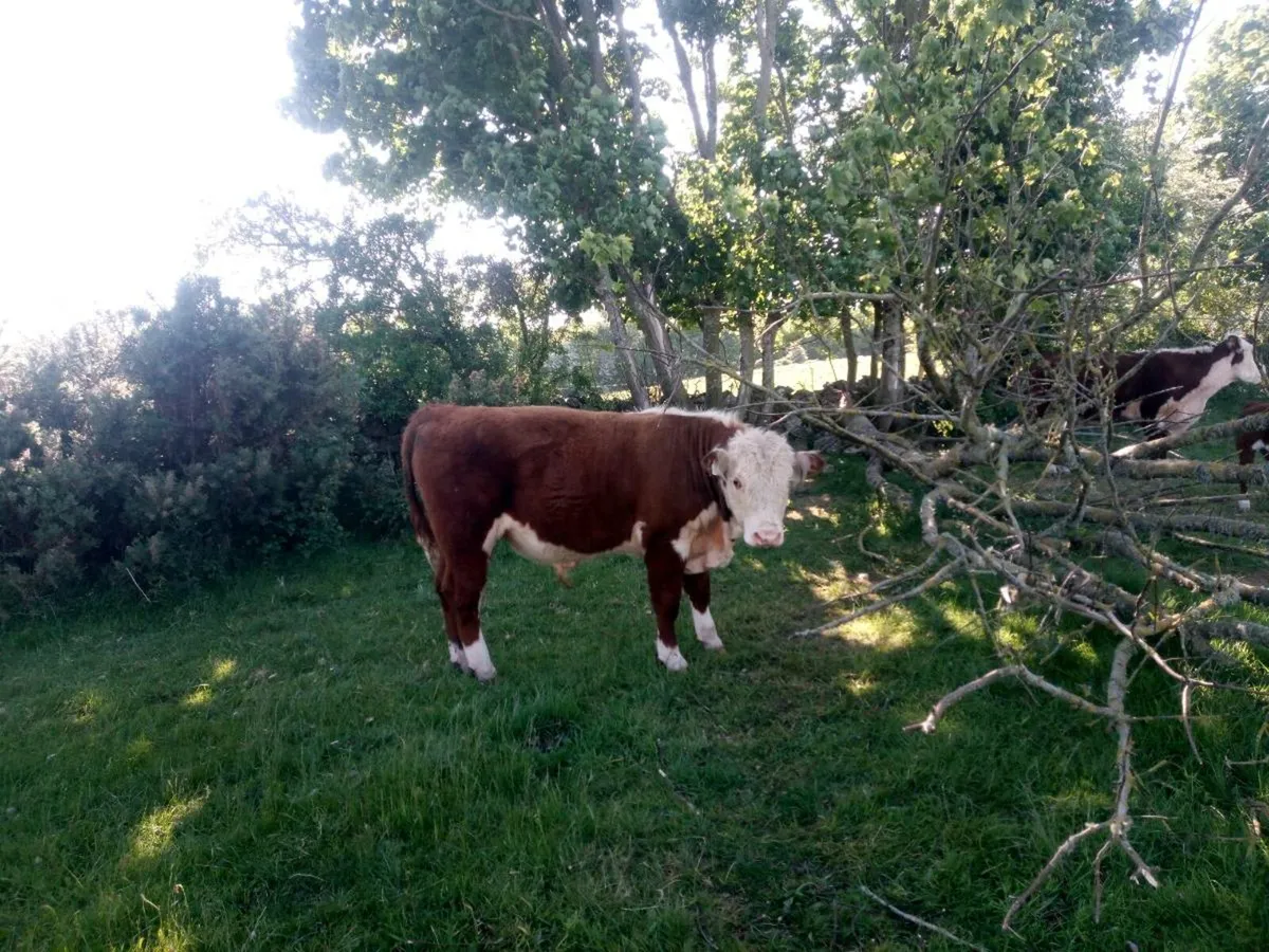 Organic PB headford bull - Image 1