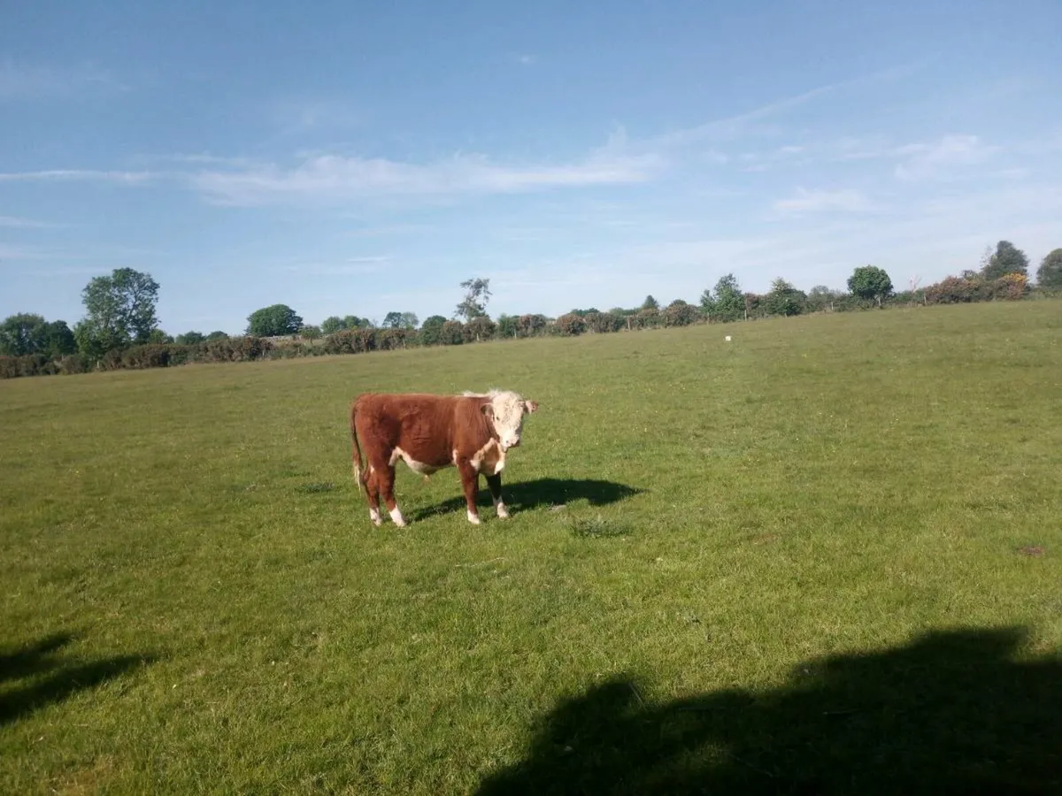 Organic PB headford bull - Image 2