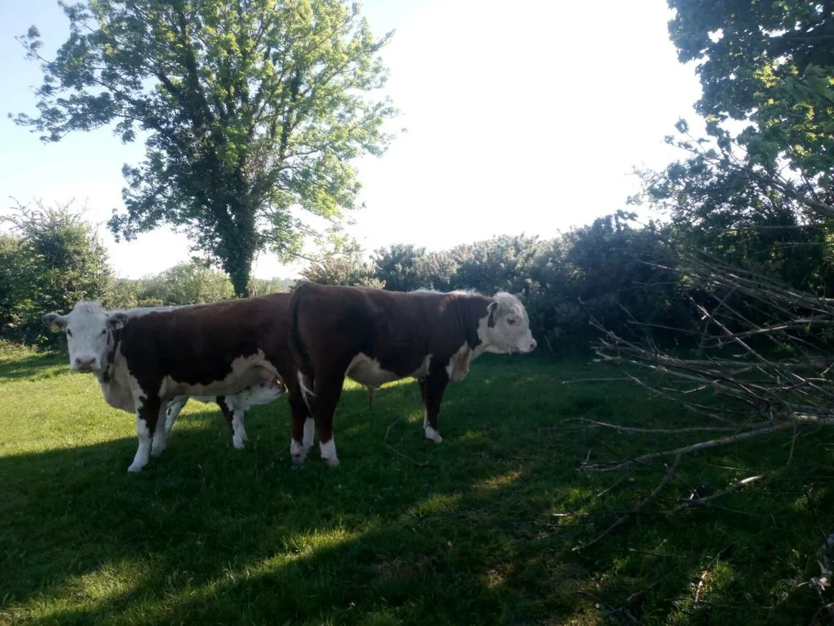 Organic PB headford bull - Image 3