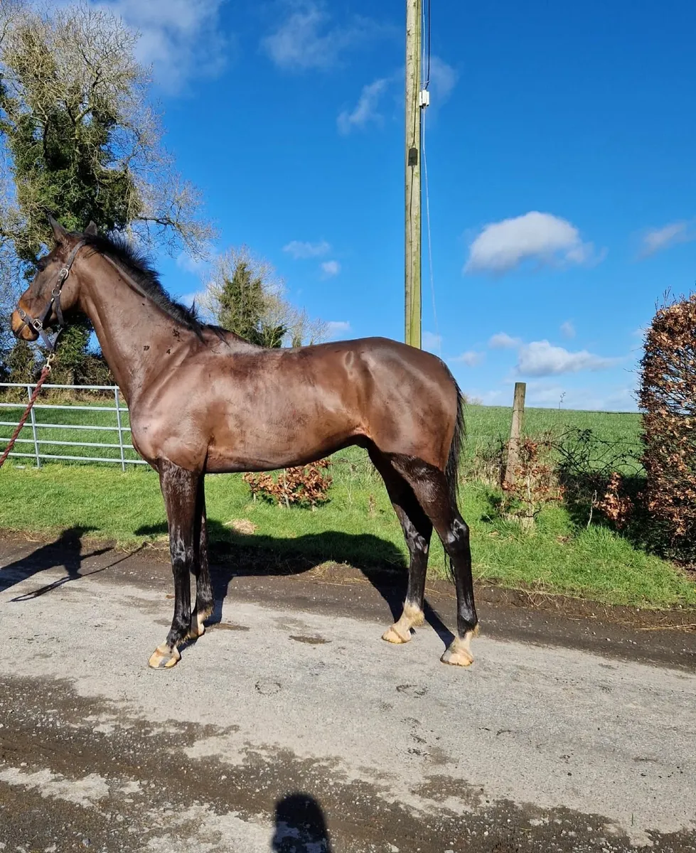 Horse - Image 1
