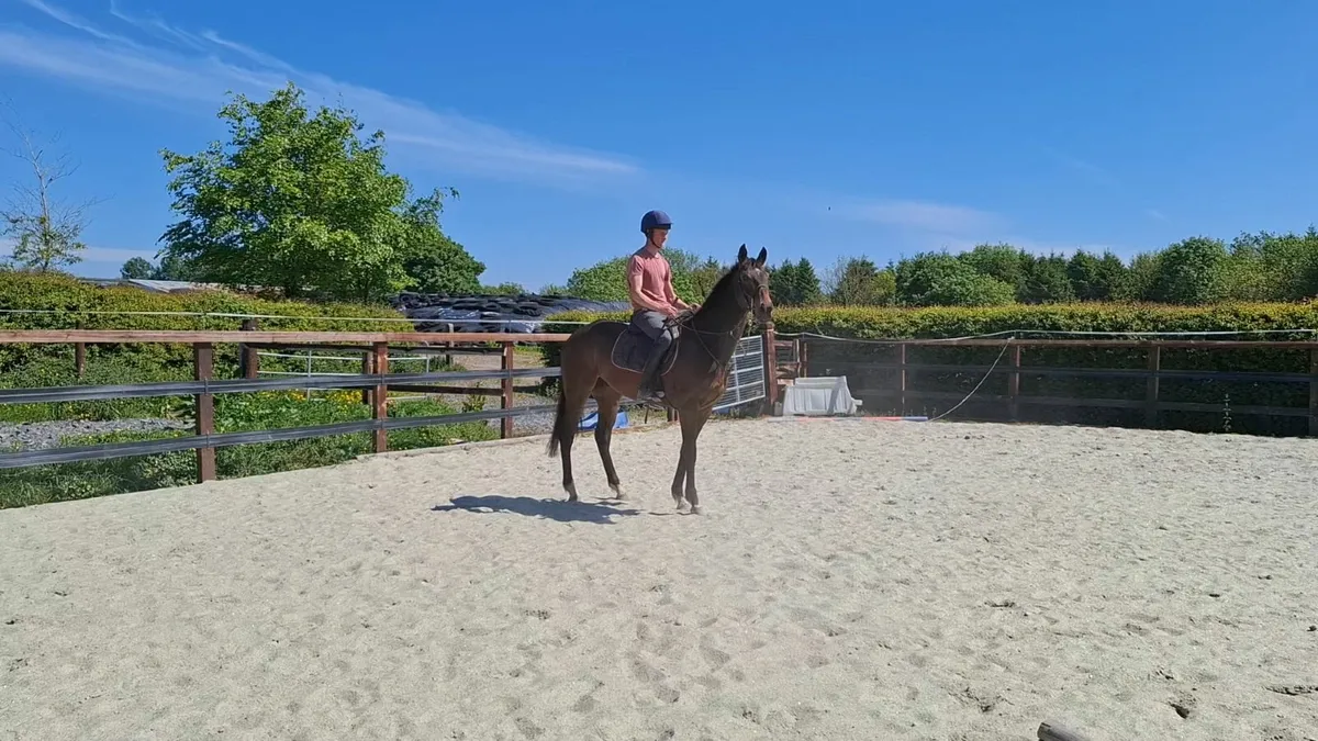 Horse - Image 2