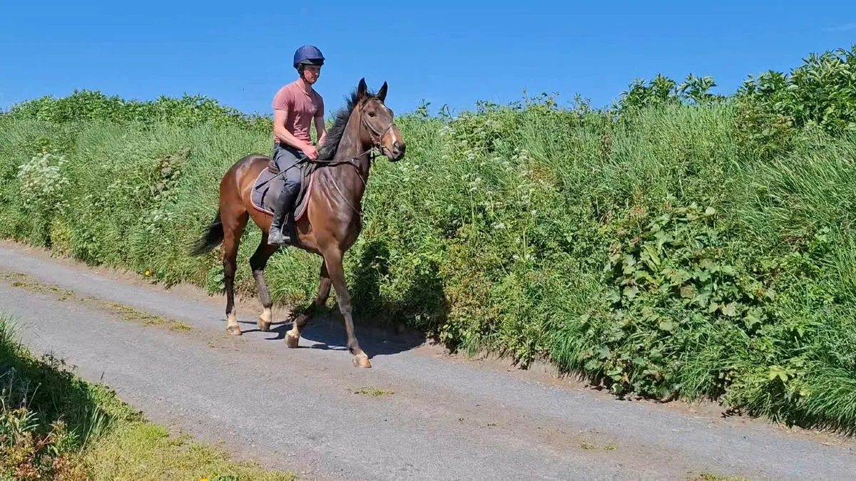 Horse - Image 3