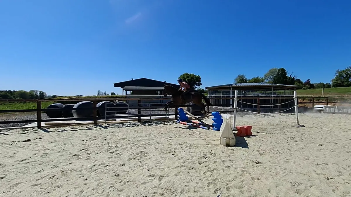 Horse - Image 4
